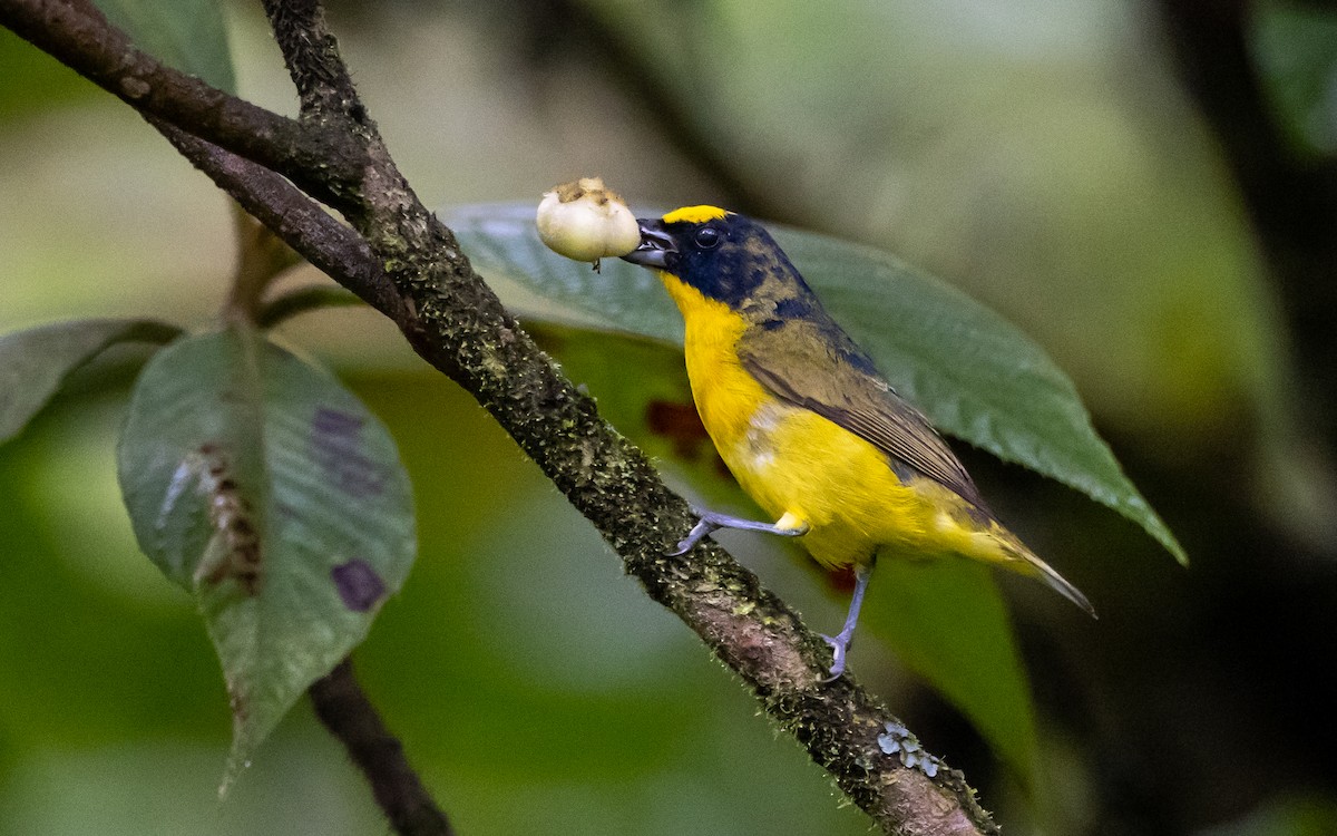 Thick-billed Euphonia (Black-tailed) - ML348509341
