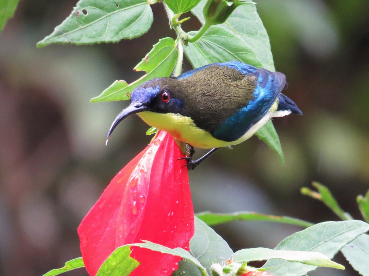 Metallic-winged Sunbird (Luzon) - George Inocencio