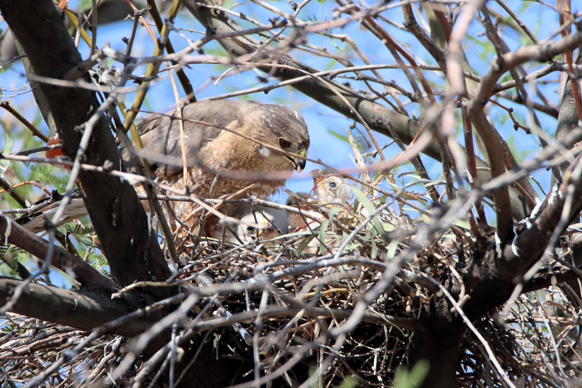 Cooper's Hawk - Diana Spangler