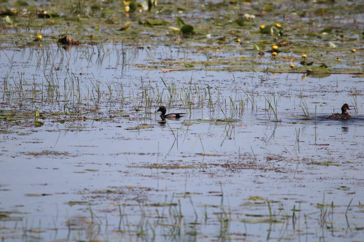 Ring-necked Duck - ML348510601