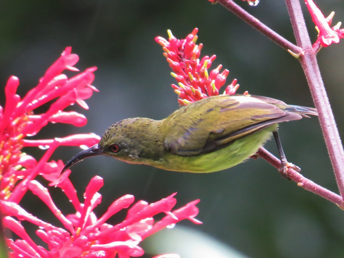 Metallic-winged Sunbird (Luzon) - ML34851161