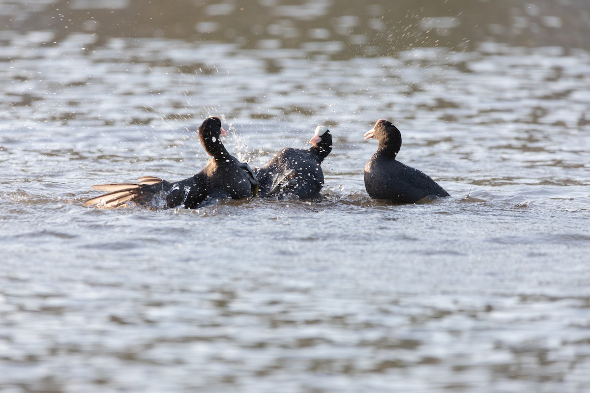 Eurasian Coot - ML348512031