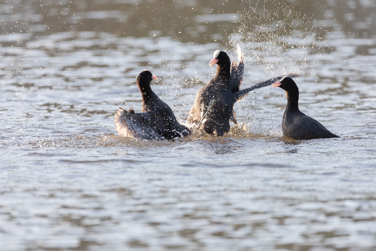 Eurasian Coot - ML348512041