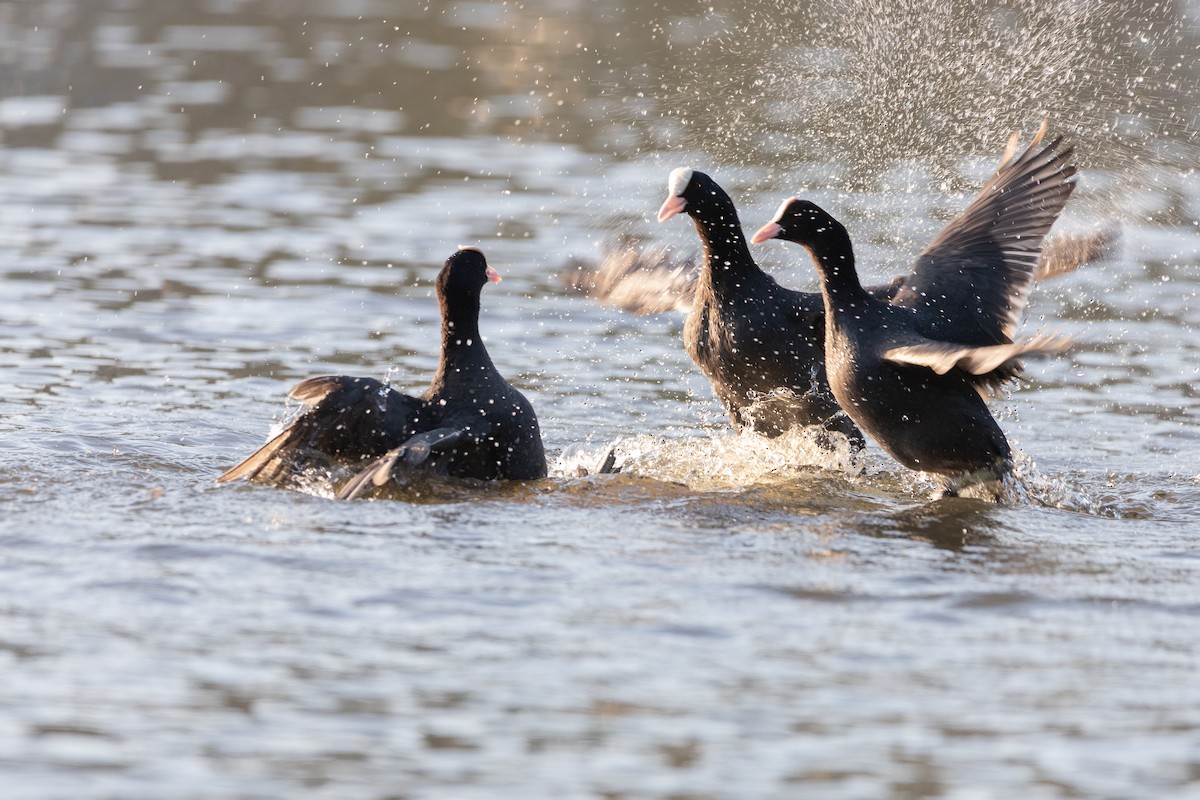 Eurasian Coot - ML348512051