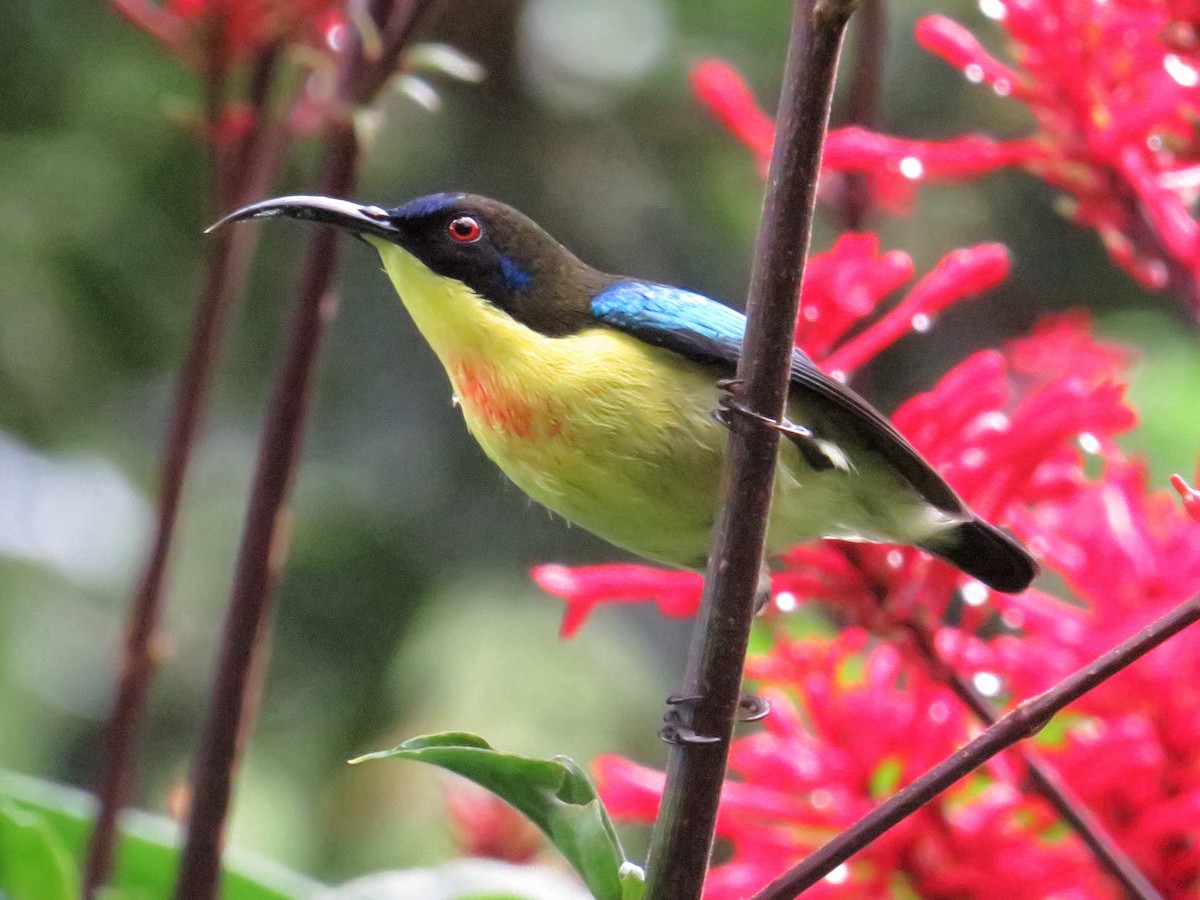 Metallic-winged Sunbird (Luzon) - George Inocencio