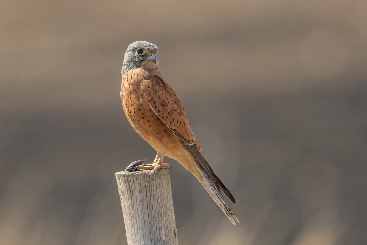 Rock Kestrel - ML348513841