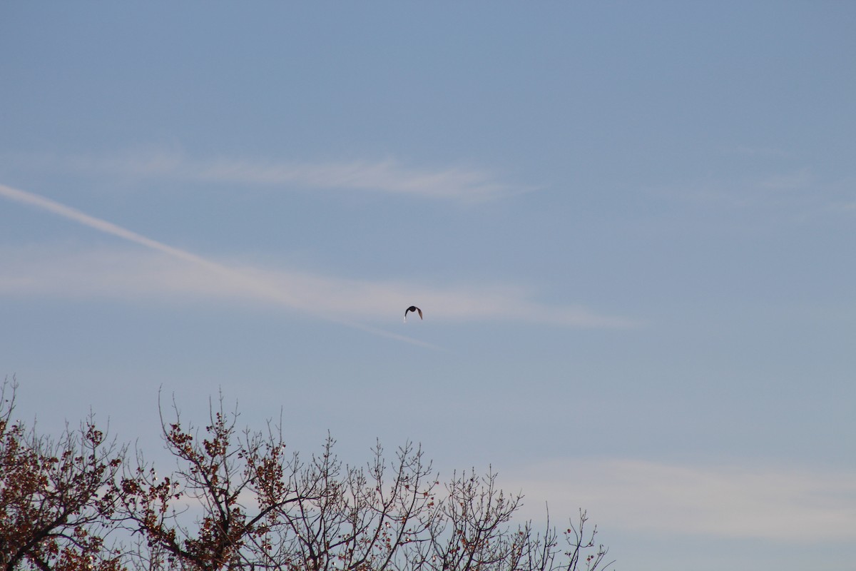 Greater Prairie-Chicken - Jared Ganeles