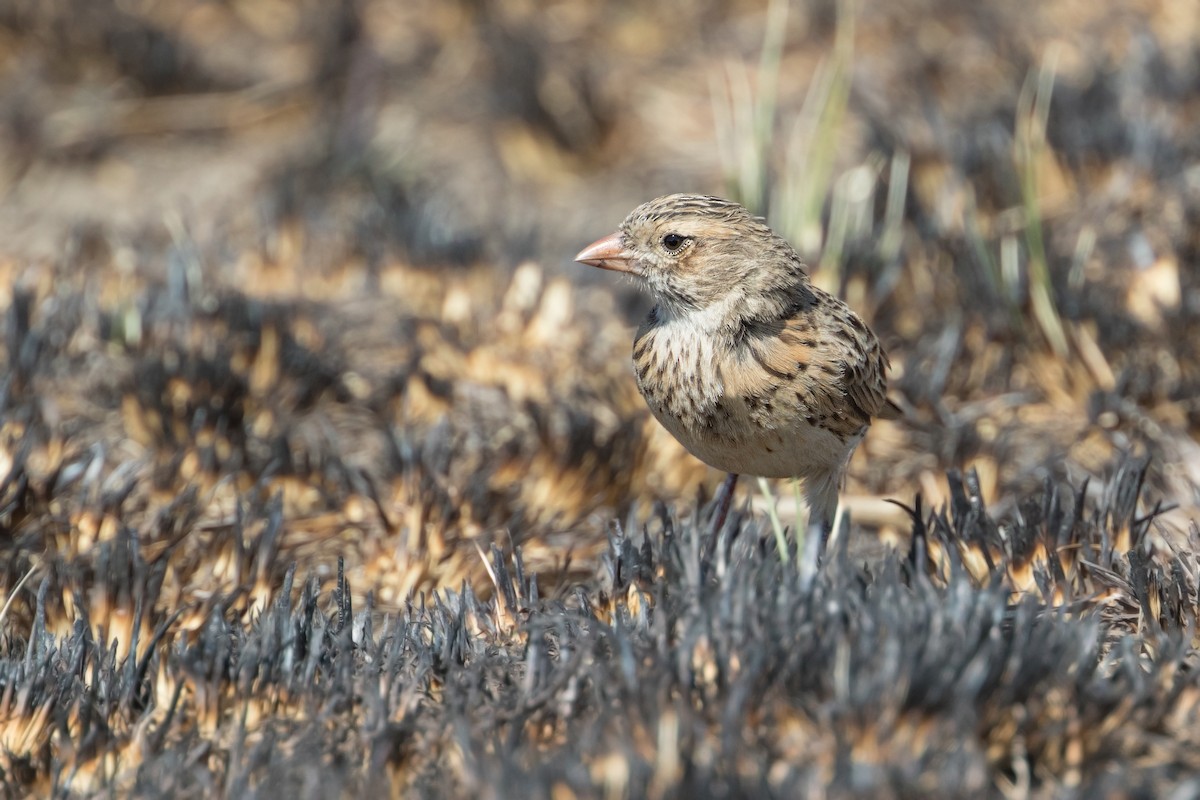 Botha's Lark - Michel Gutierrez