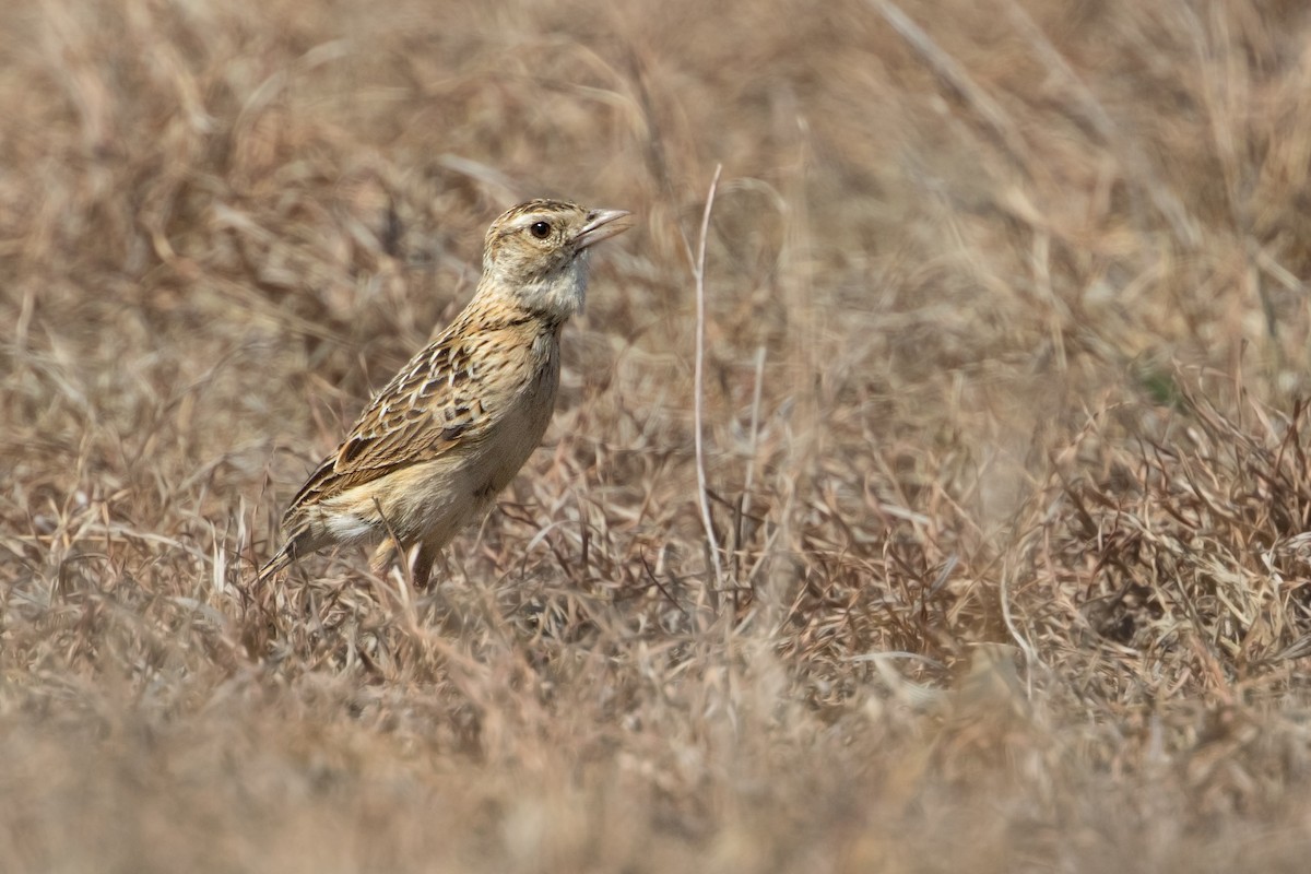 Rudd's Lark - Michel Gutierrez