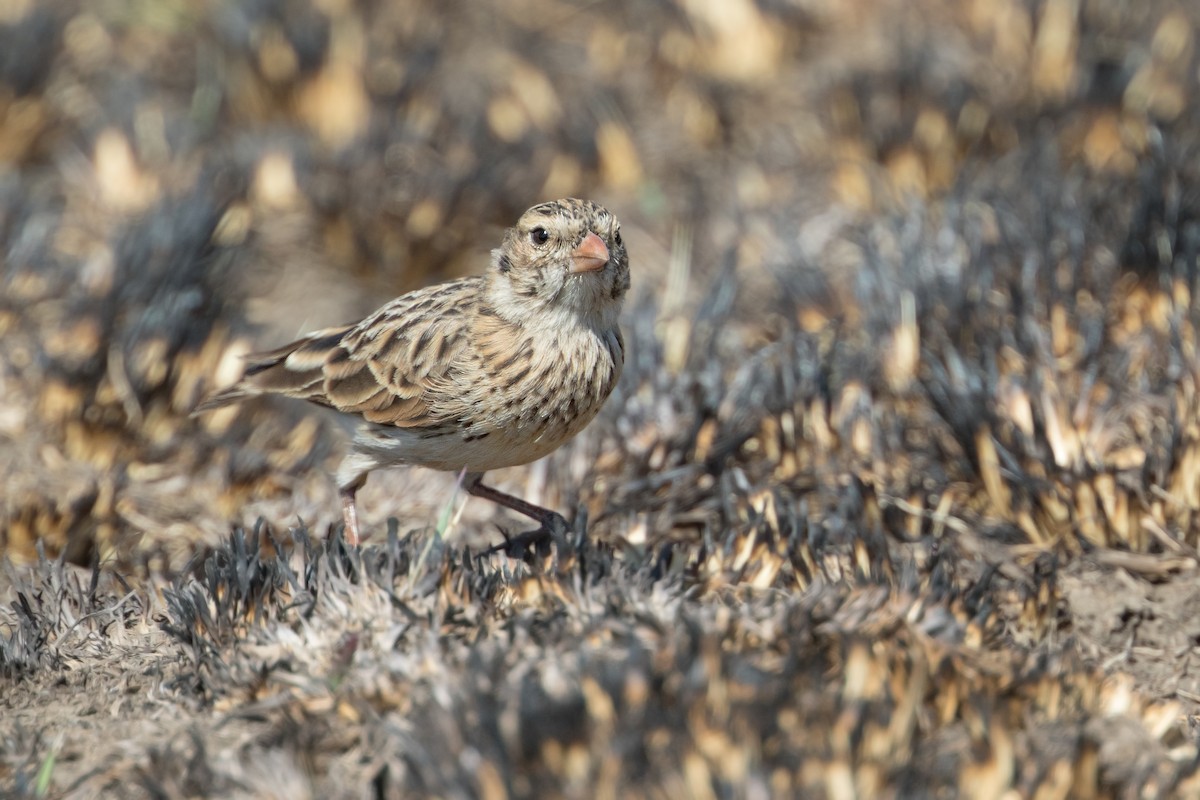 Botha's Lark - Michel Gutierrez