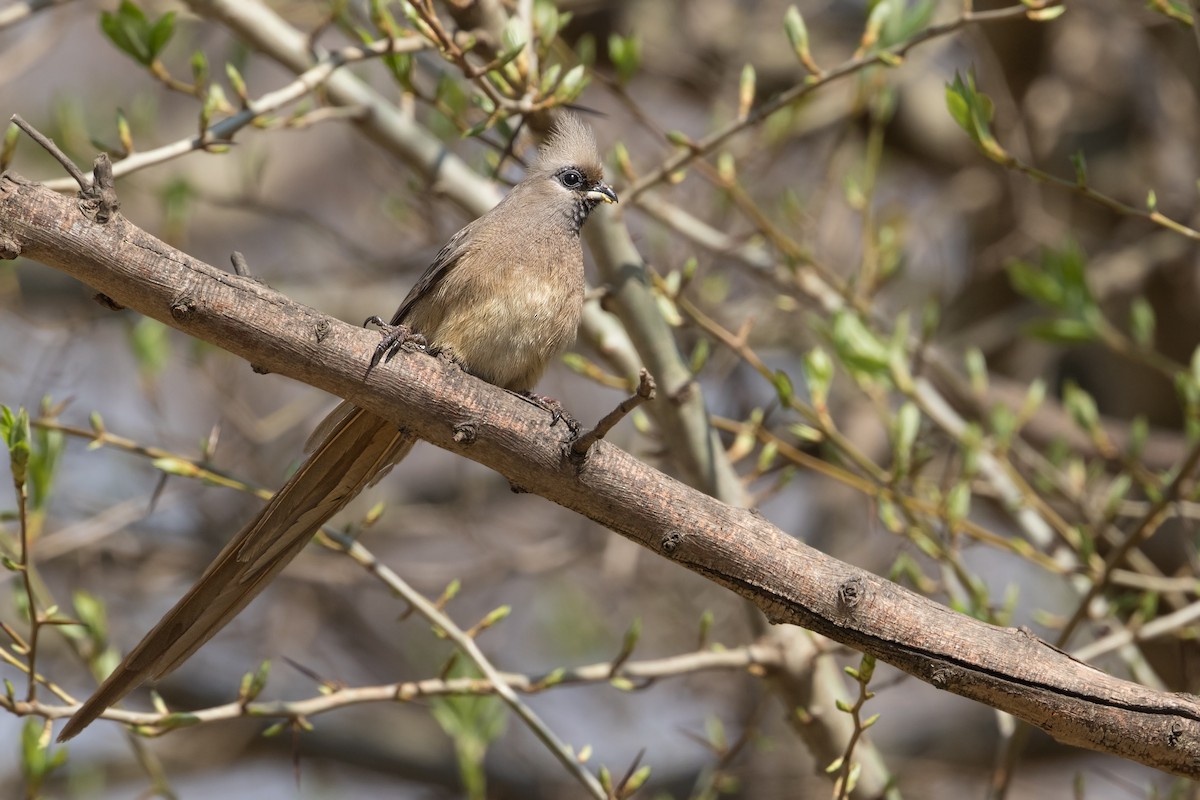 Speckled Mousebird - Michel Gutierrez