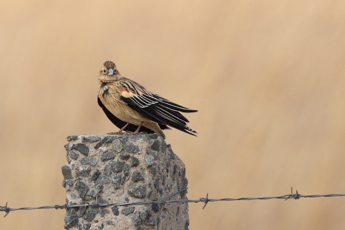 Long-tailed Widowbird - Michel Gutierrez