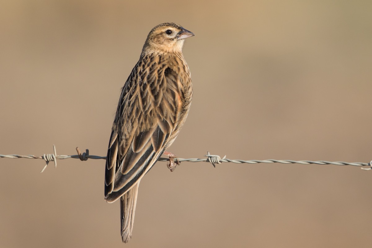 Long-tailed Widowbird - Michel Gutierrez