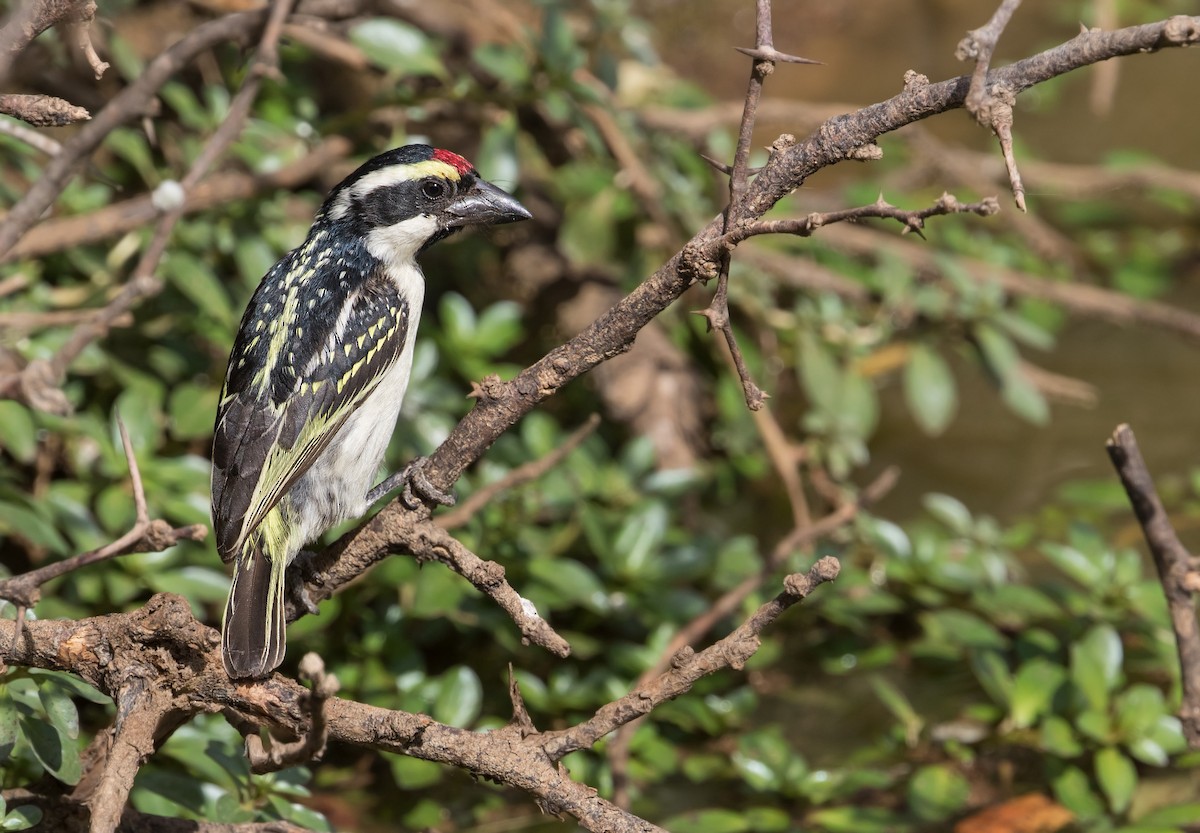 Pied Barbet - ML348515331