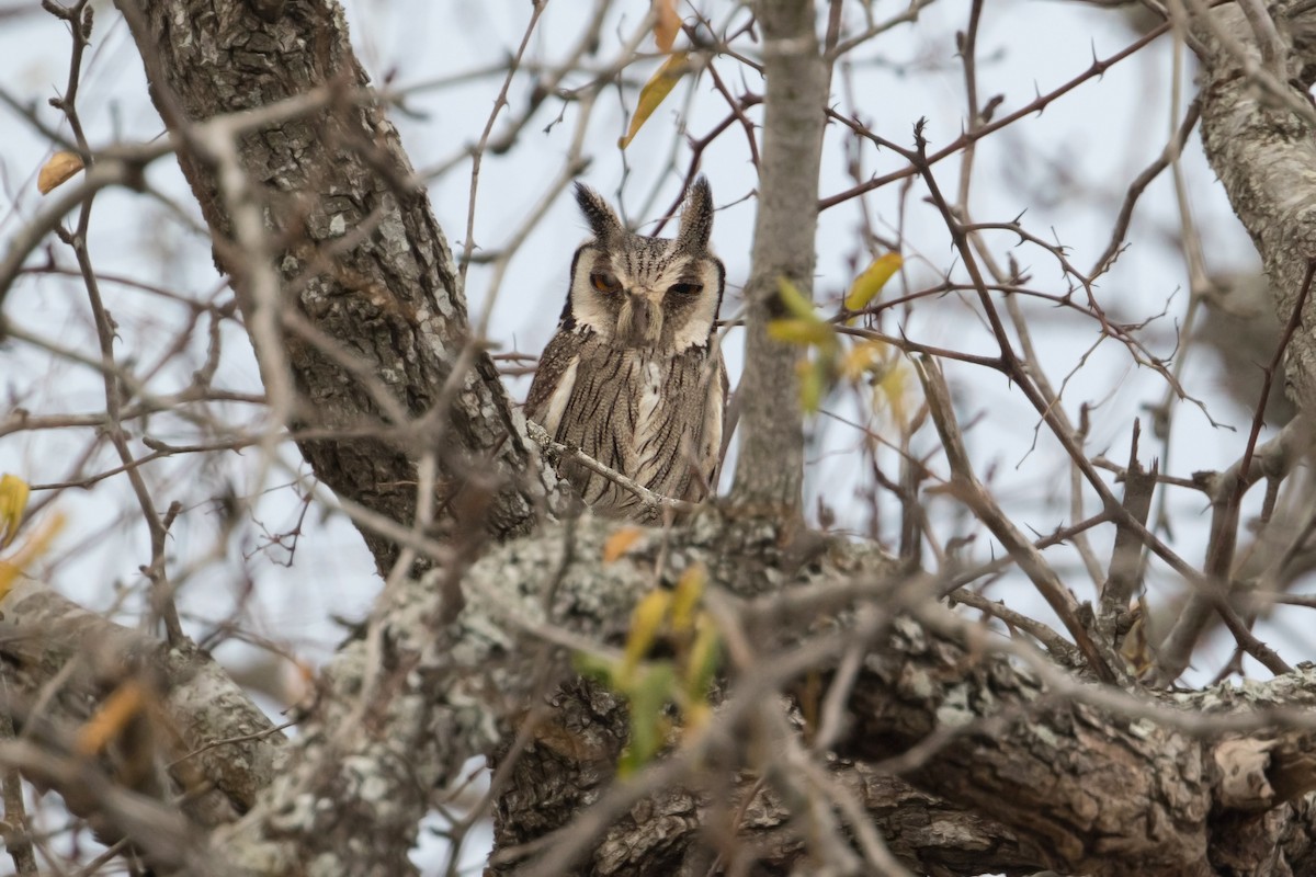 Southern White-faced Owl - Michel Gutierrez