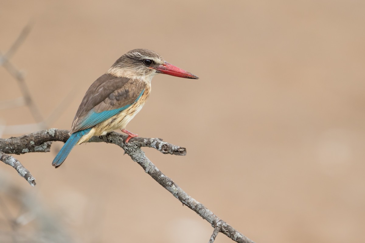 Brown-hooded Kingfisher - ML348516401