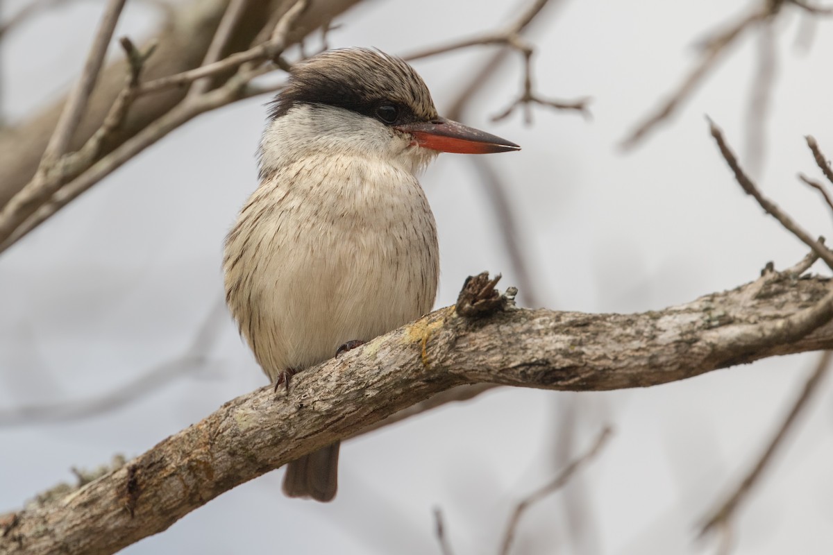 Striped Kingfisher - ML348516461