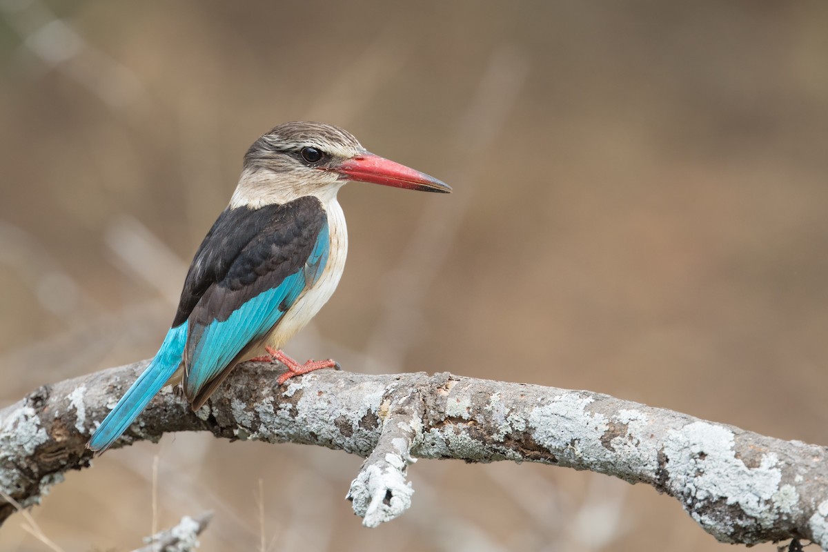Brown-hooded Kingfisher - Michel Gutierrez