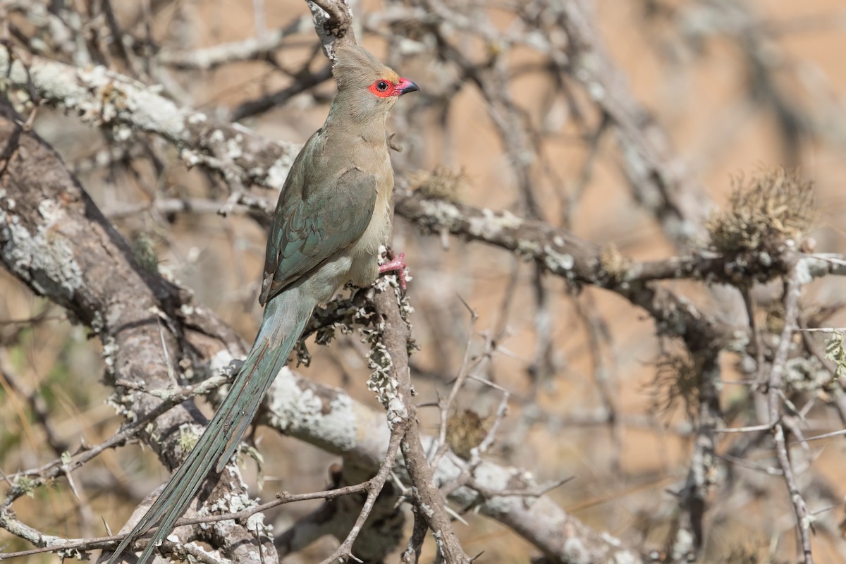 Red-faced Mousebird - Michel Gutierrez