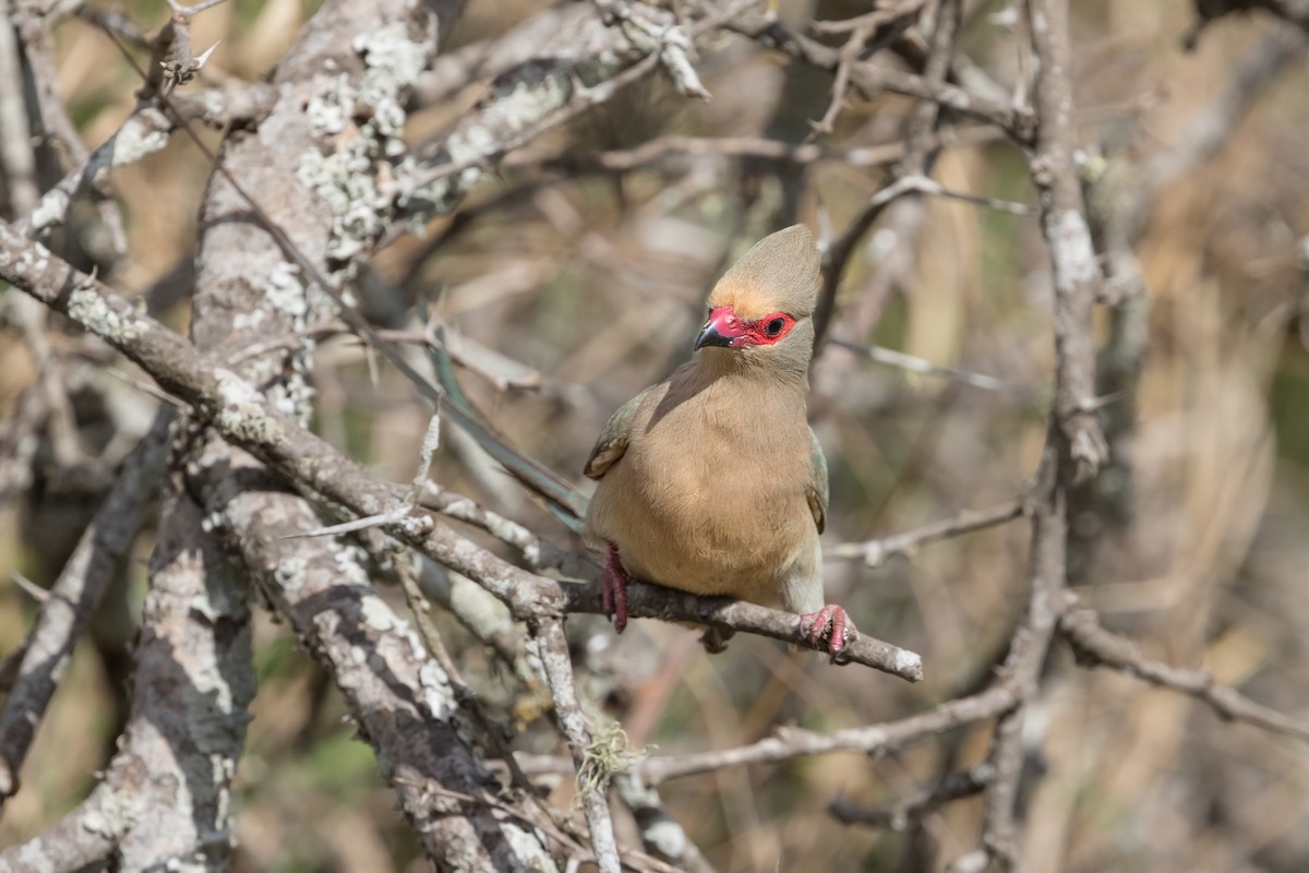 Red-faced Mousebird - Michel Gutierrez