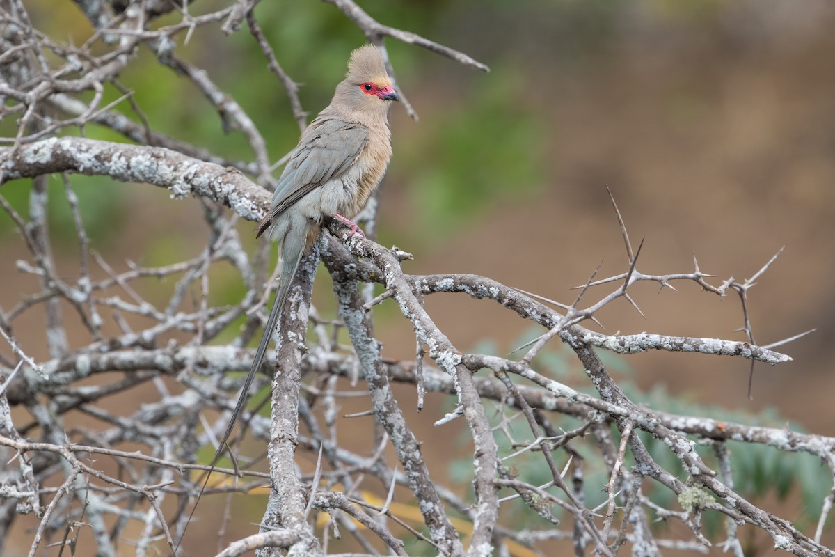 Red-faced Mousebird - Michel Gutierrez
