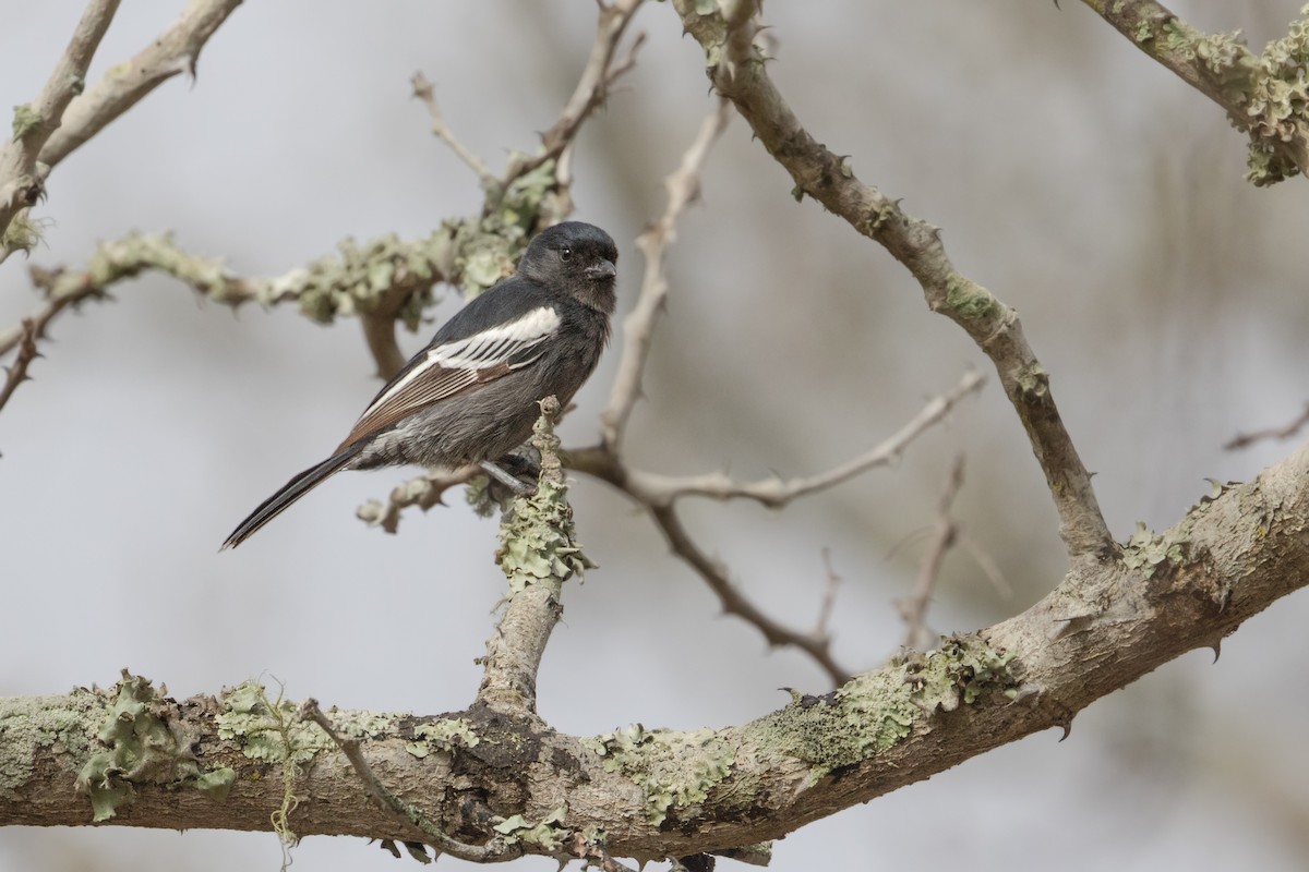 Southern Black-Tit - ML348517101