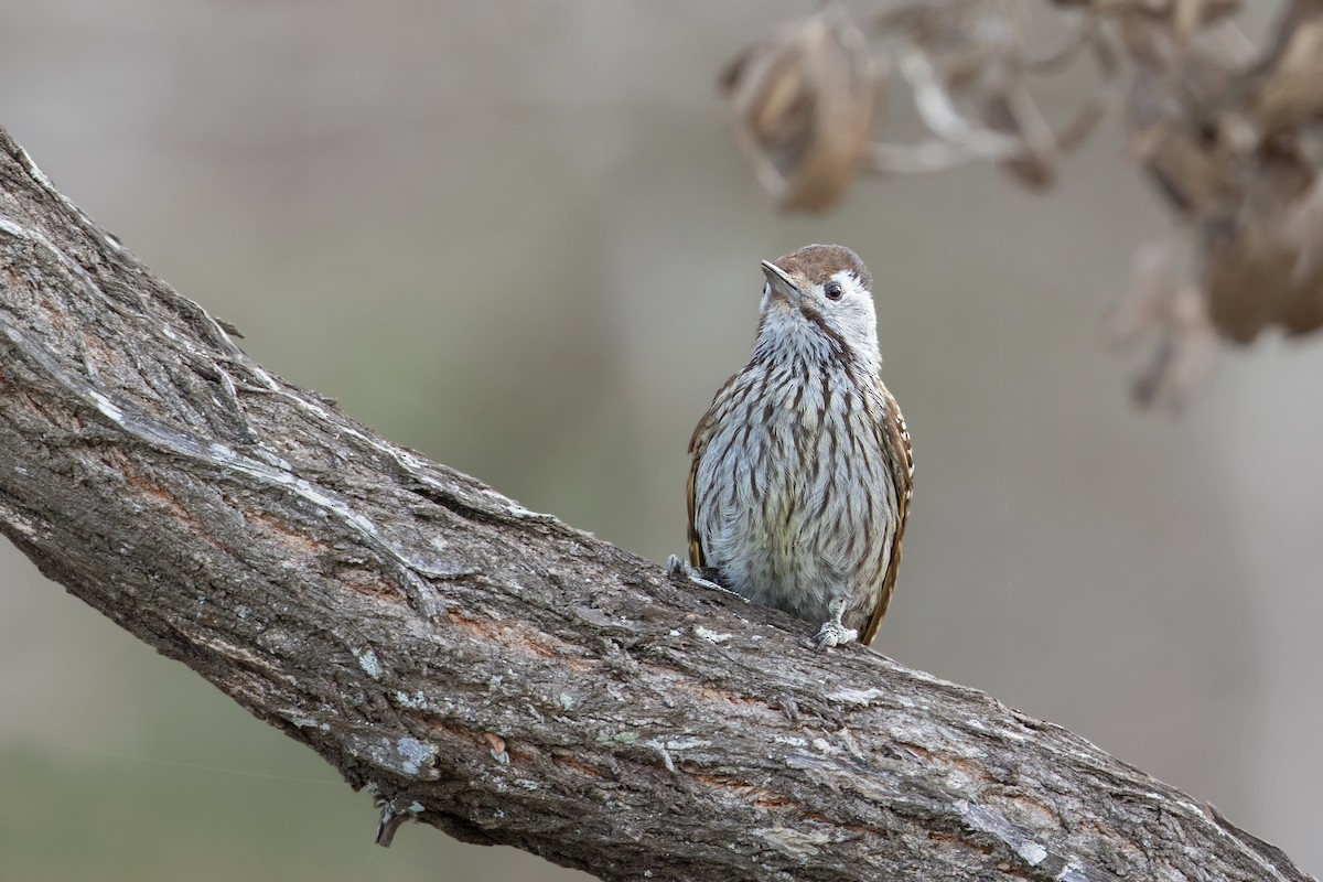 Cardinal Woodpecker - ML348517691