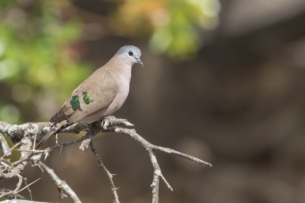 Emerald-spotted Wood-Dove - ML348517871