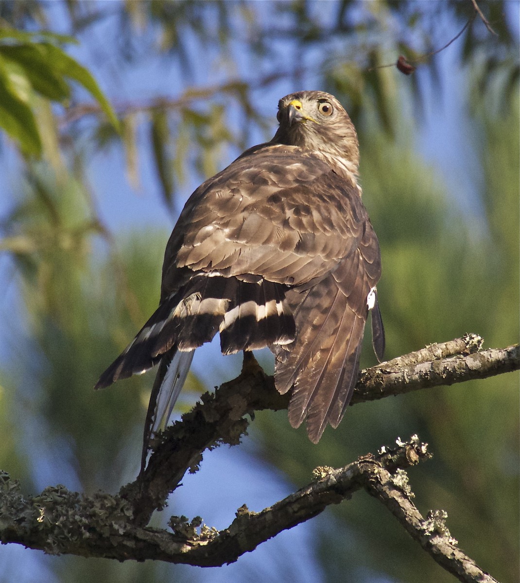 Broad-winged Hawk - Nathan Farnau