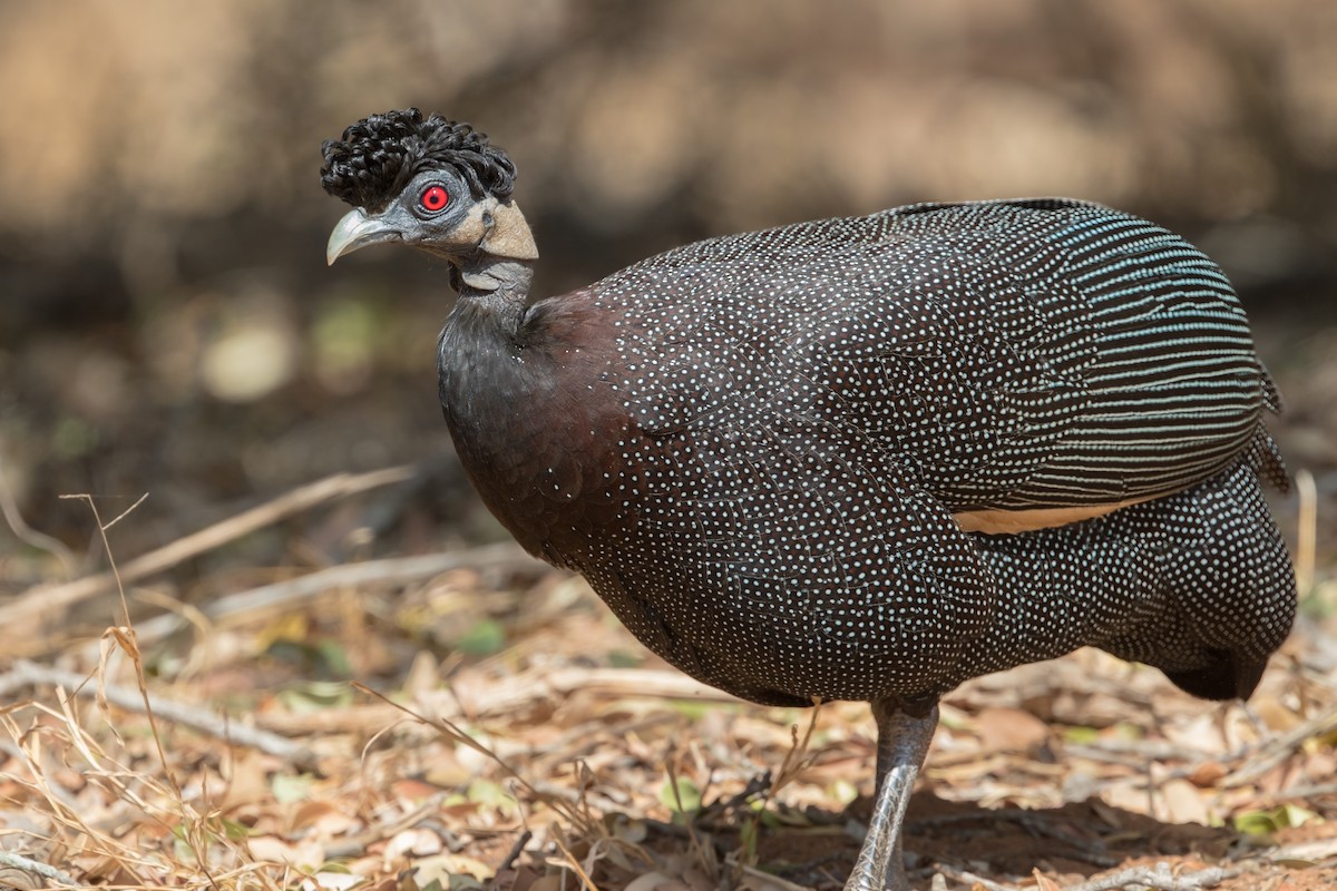 Southern Crested Guineafowl - Michel Gutierrez