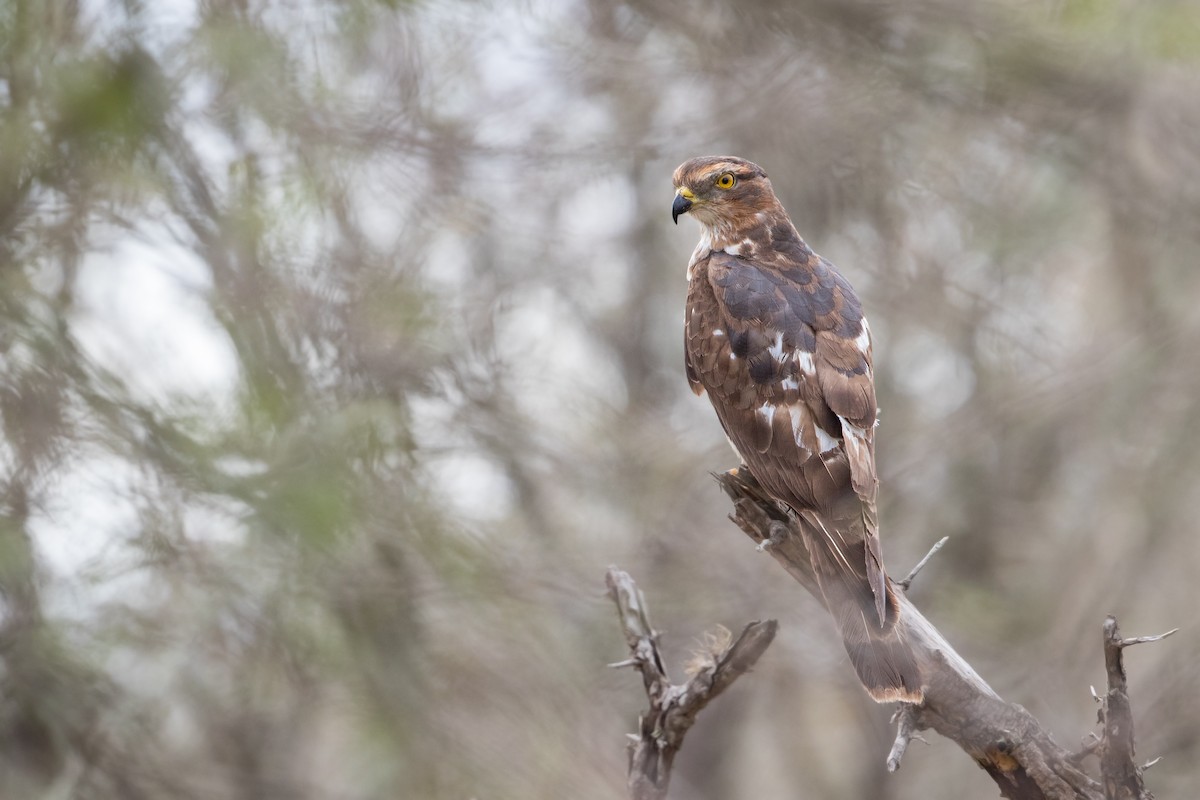 African Cuckoo-Hawk - Michel Gutierrez