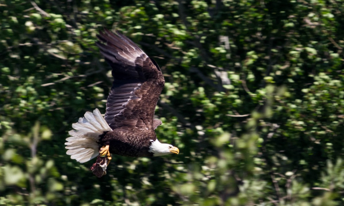 Bald Eagle - Jay Cole