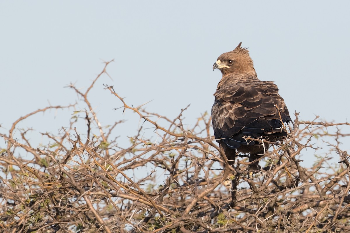Wahlberg's Eagle - Michel Gutierrez