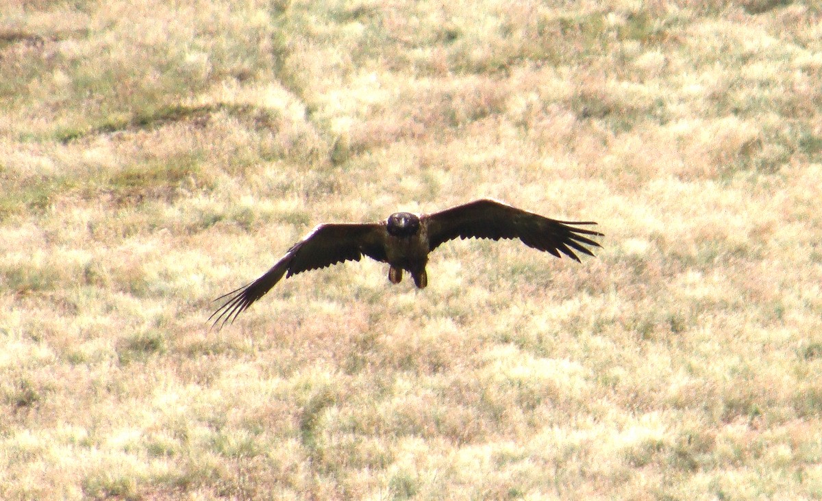 Bearded Vulture (Eurasian) - ML348519631