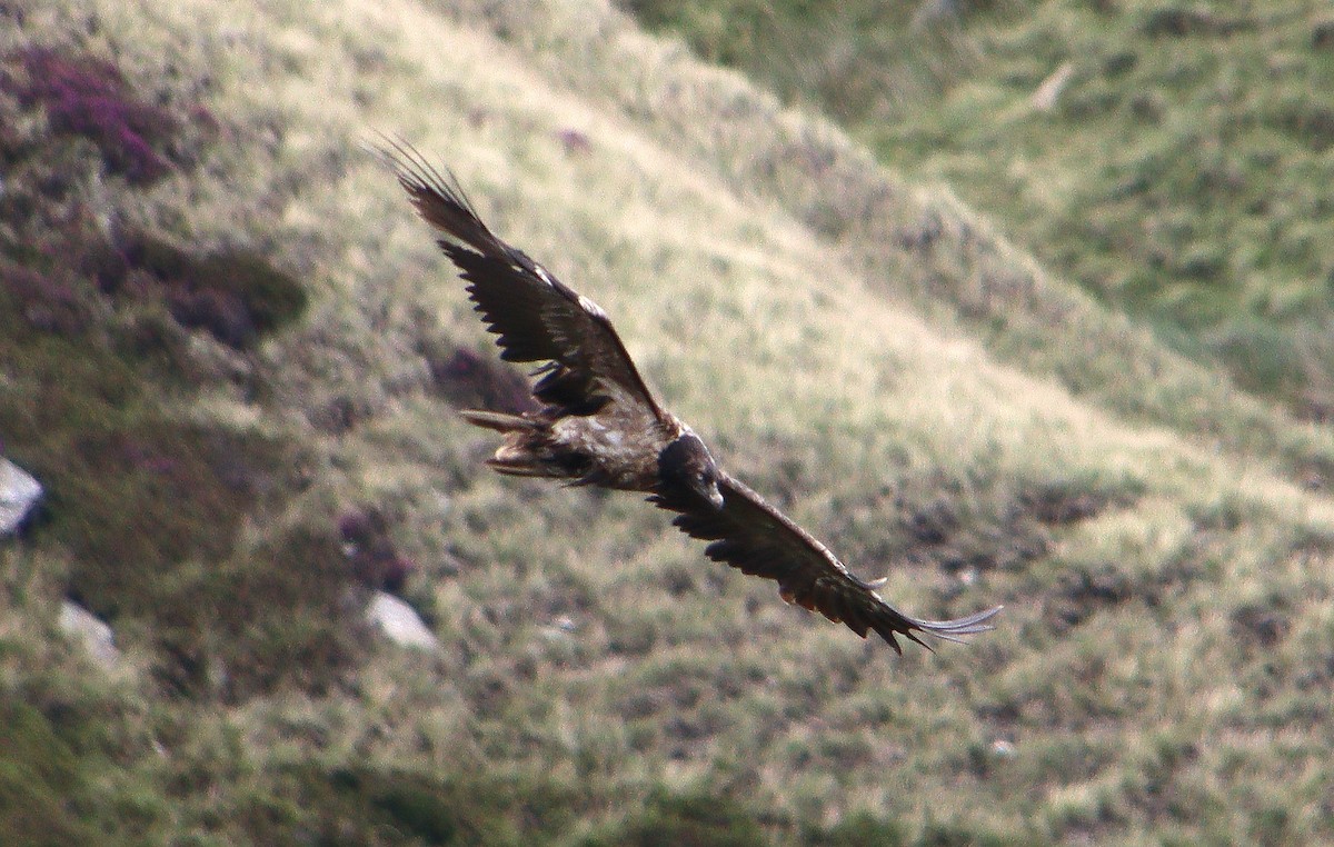 Bearded Vulture (Eurasian) - ML348519641