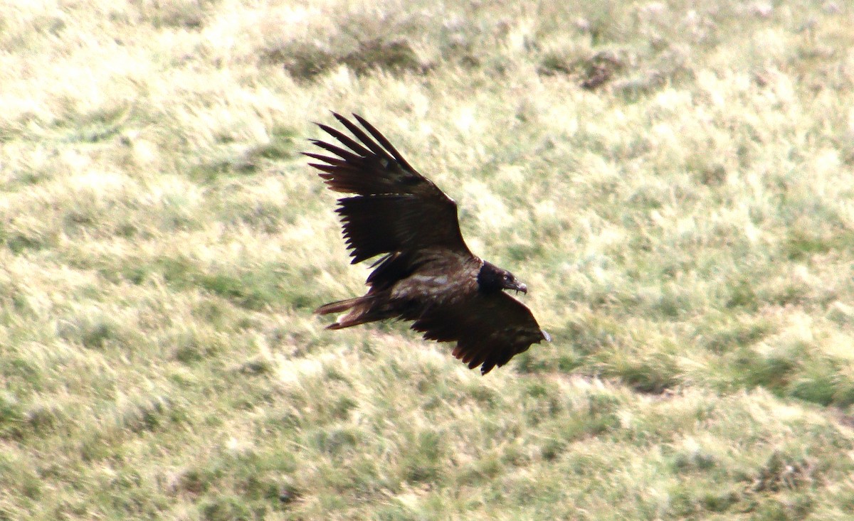 Bearded Vulture (Eurasian) - ML348519661