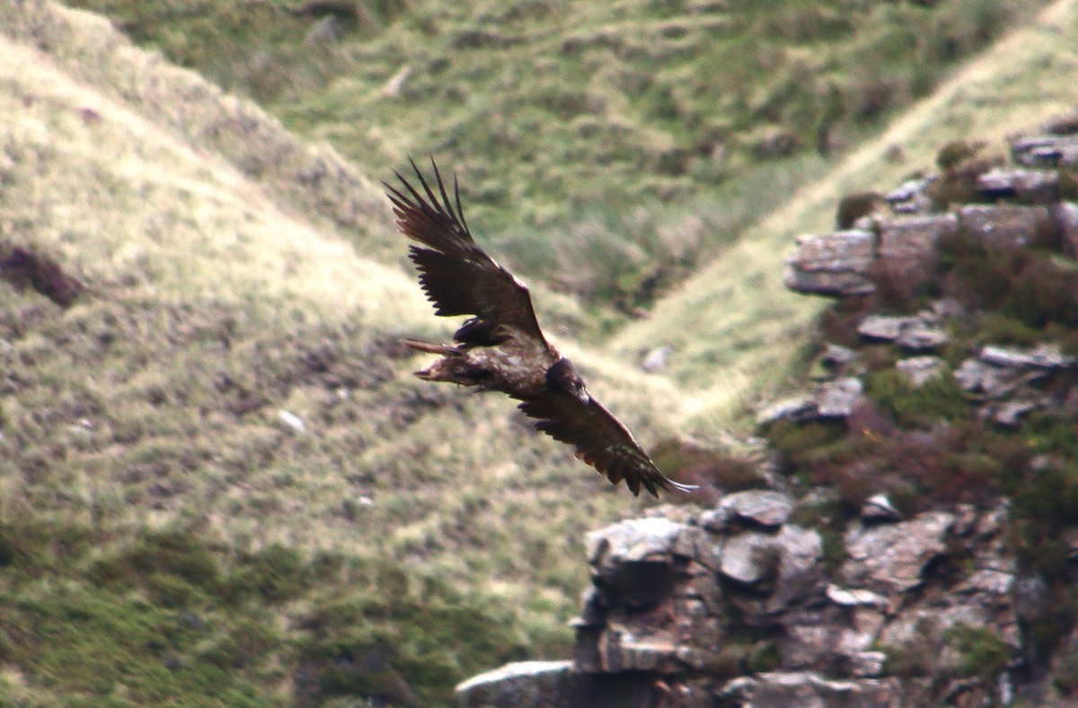 Bearded Vulture (Eurasian) - ML348519681
