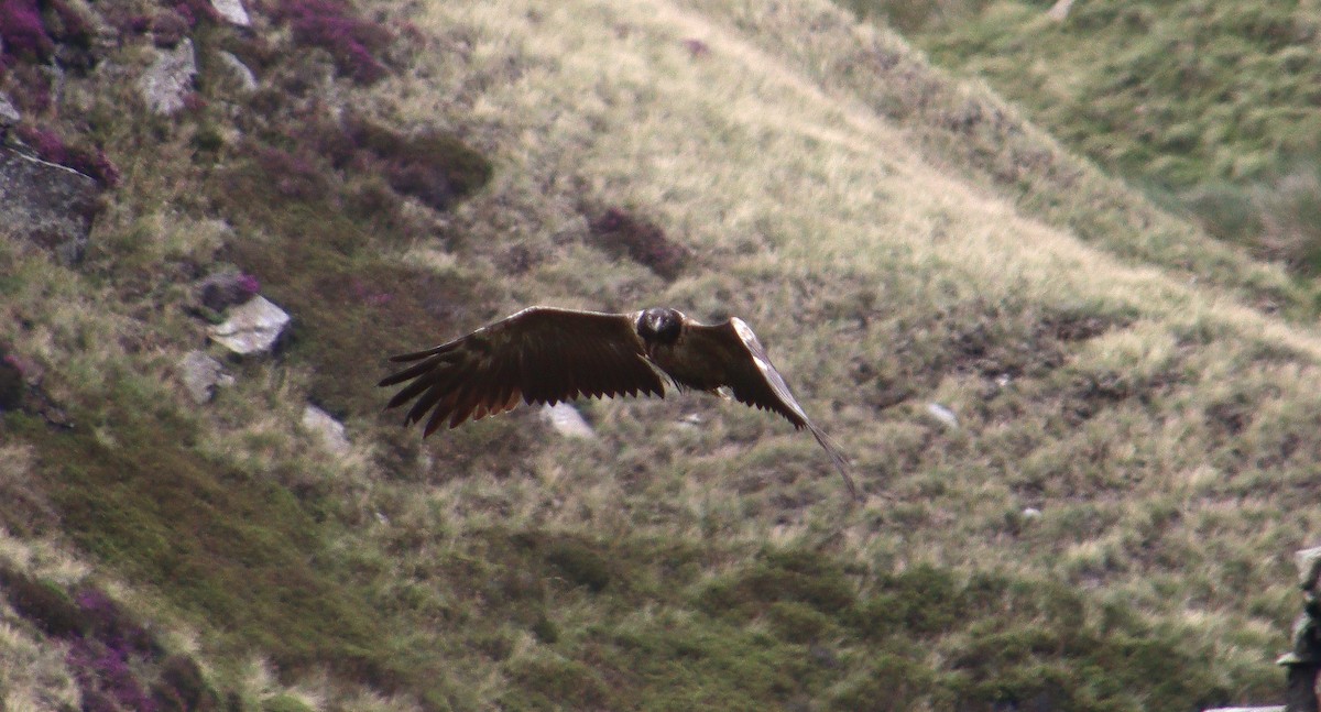 Bearded Vulture (Eurasian) - ML348519691