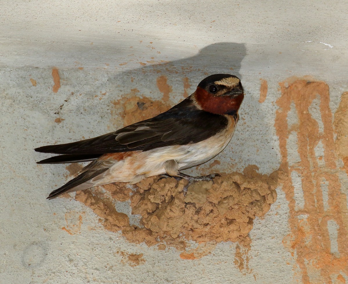 Cliff Swallow - ML348519771