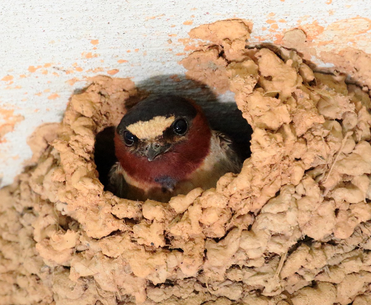 Cliff Swallow - ML348519781