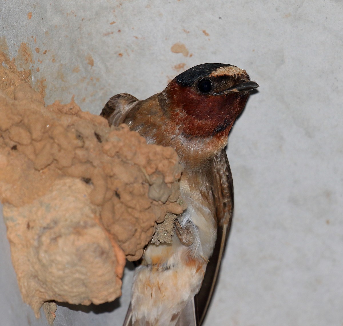 Cliff Swallow - ML348519791