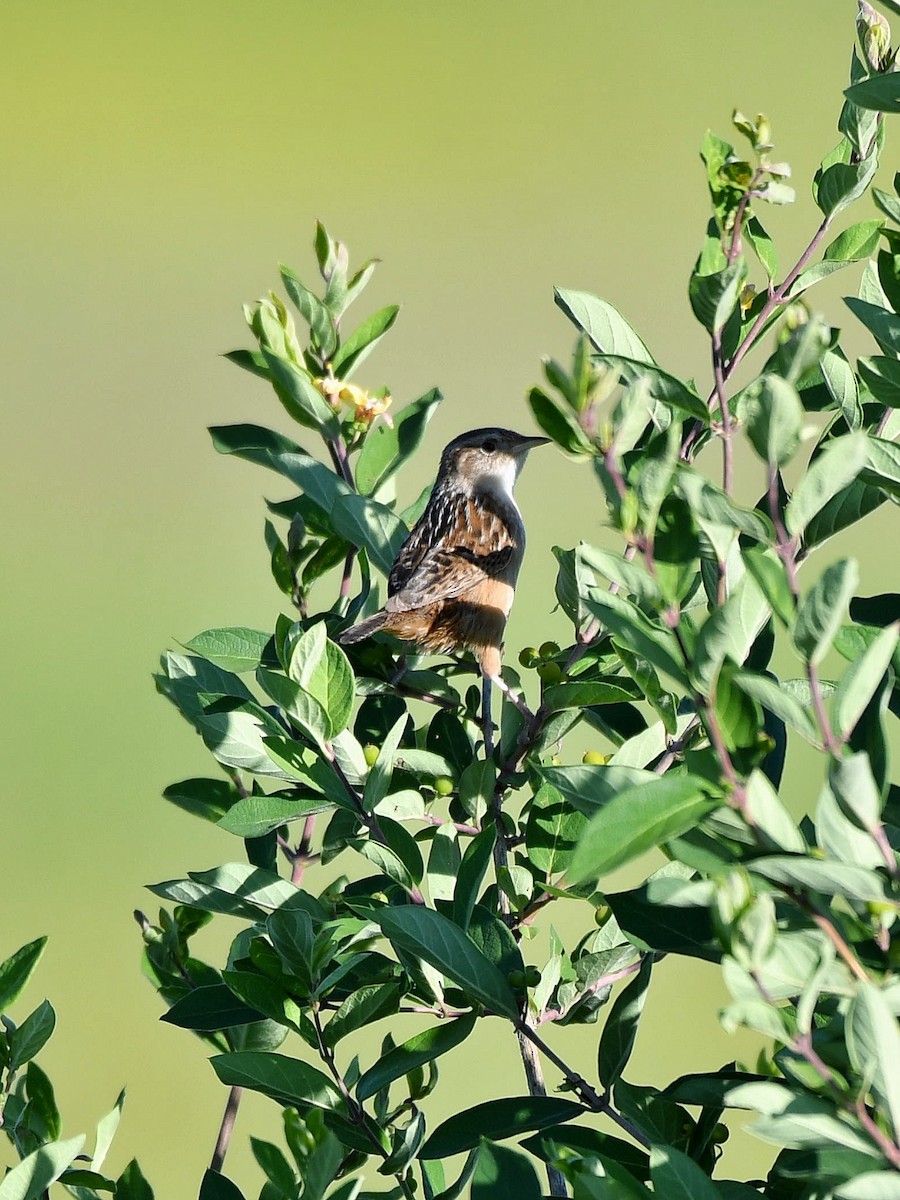 Sedge Wren - Bill Massaro