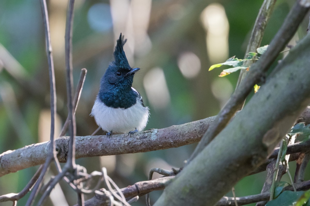 African Crested Flycatcher - Michel Gutierrez