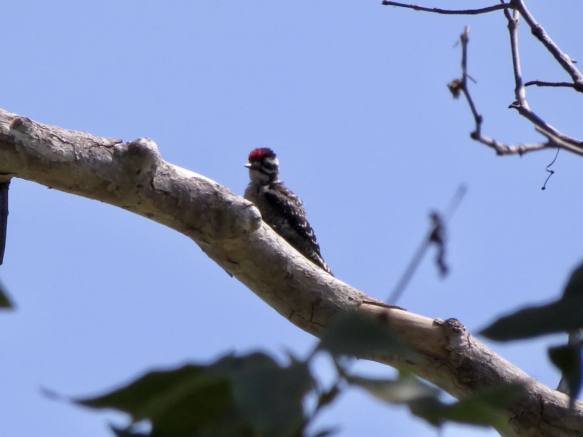 Nuttall's Woodpecker - Norka Saldana