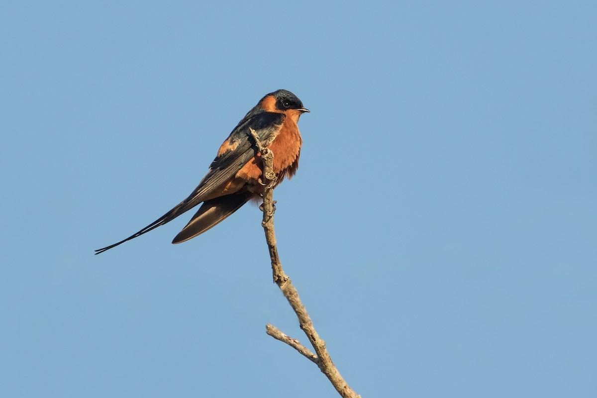 Rufous-chested Swallow - Michel Gutierrez