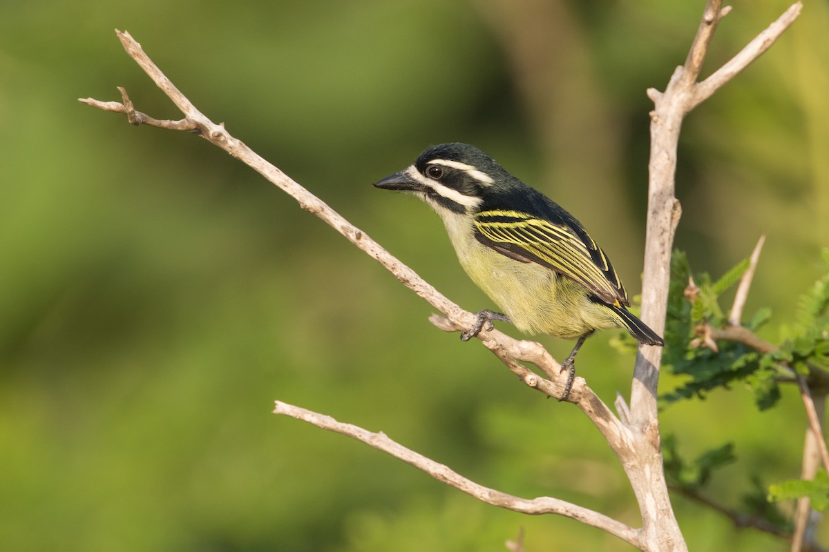 Yellow-rumped Tinkerbird - ML348523311