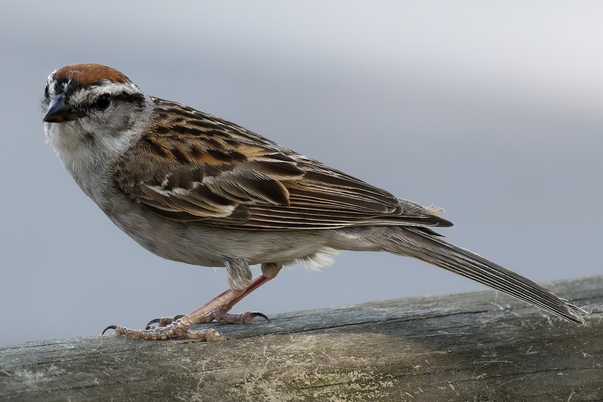 Chipping Sparrow - ML348523521