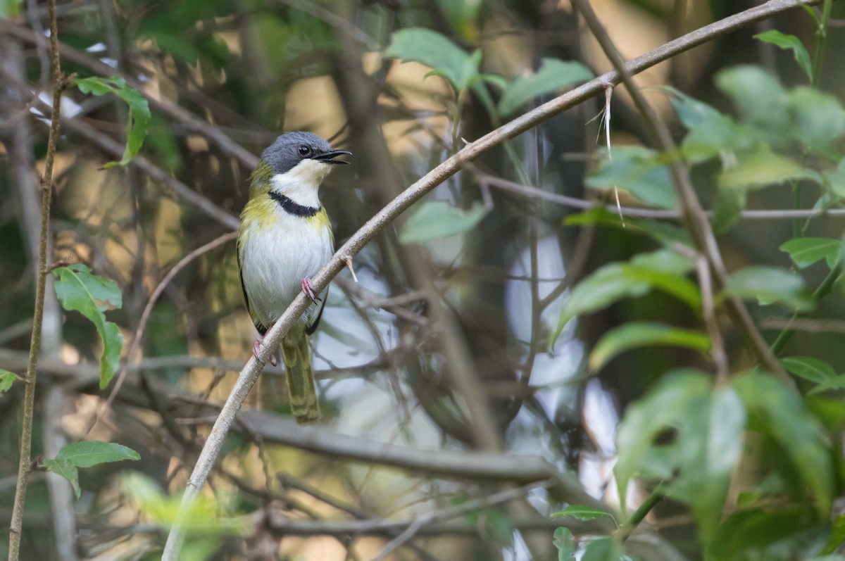 Rudd's Apalis - Michel Gutierrez