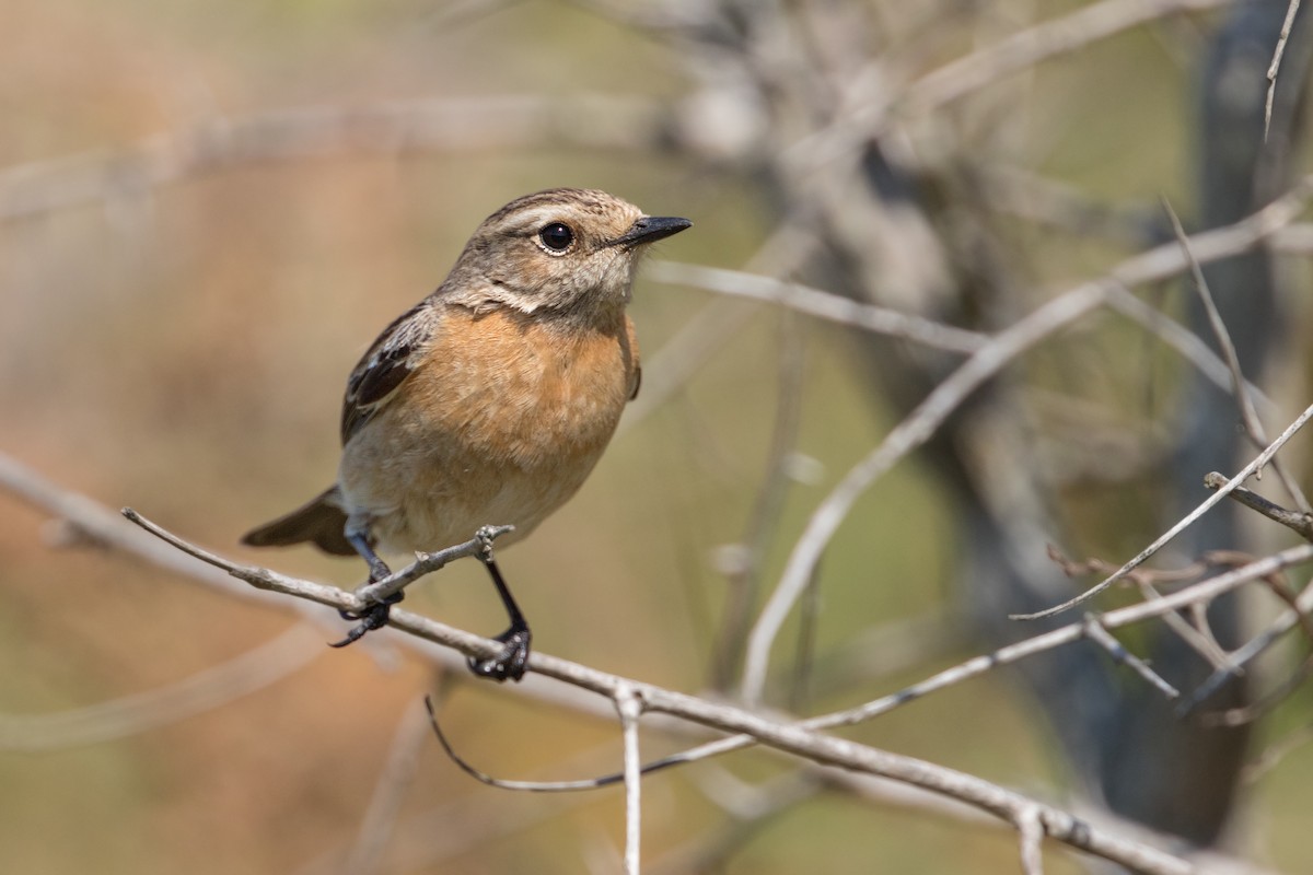 African Stonechat - Michel Gutierrez