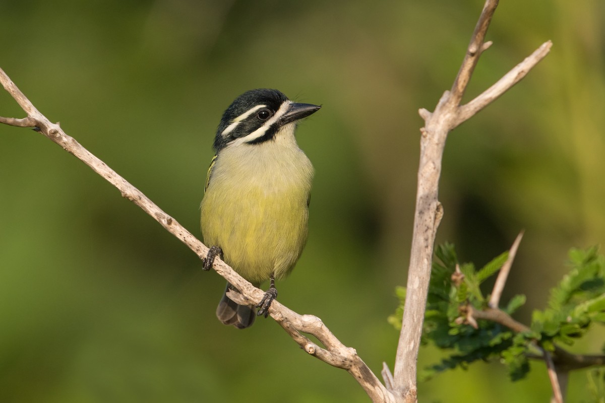 Yellow-rumped Tinkerbird - ML348524851